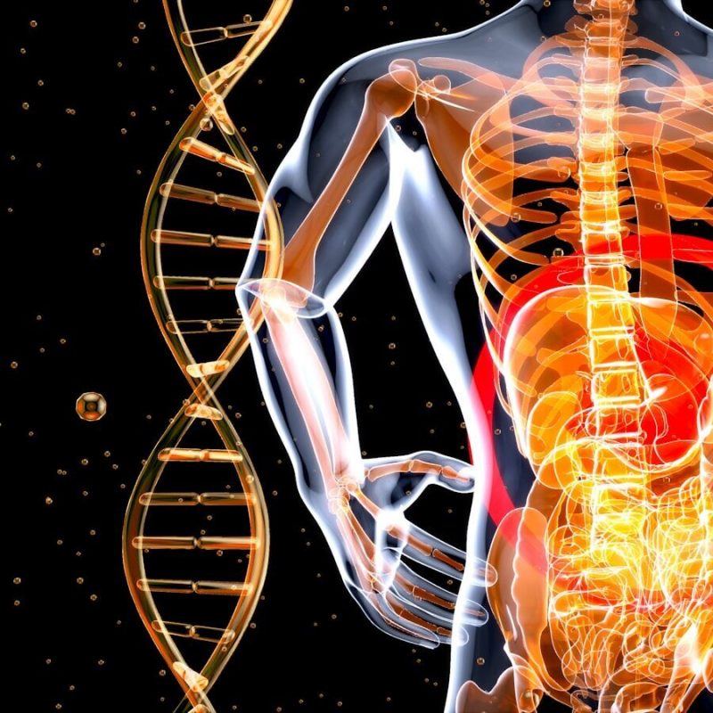 a 3d image of the human body and the structure of the body